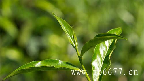 chali蜜桃乌龙茶的评测