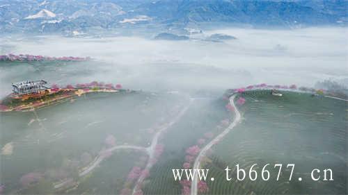 福建天湖茶业有限公司