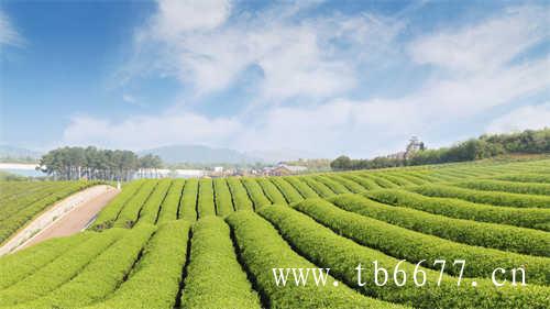 乌龙茶茶饮料