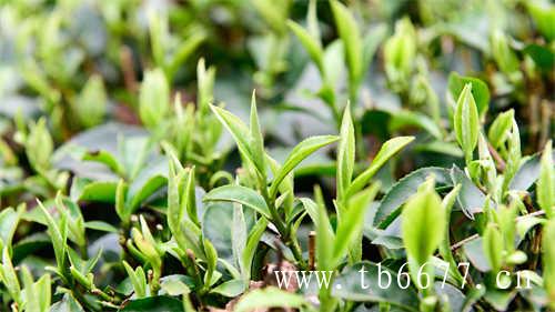 三分钟评茶|福鼎白茶的滋味