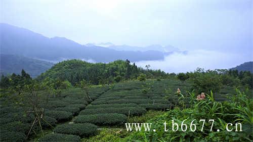 重庆手摇奶茶koithekoithe