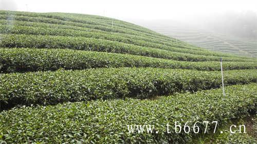 不同茶叶的泡茶方法