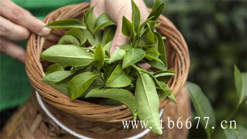 三分钟评茶|福鼎白茶的滋味