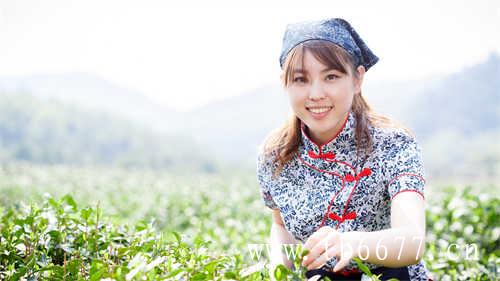 福鼎白茶和福安白茶的区别