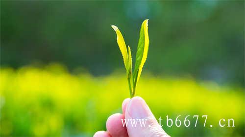 白茶的功效与作用白茶是什么茶