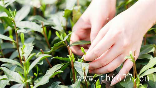 中国传统茶业百强企业福鼎白茶